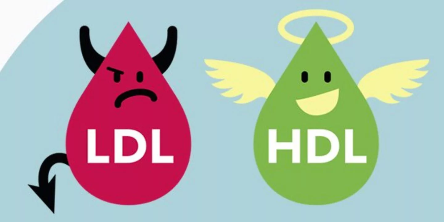 Cholesterin HDL / LDL