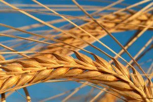 Beta-Glucan